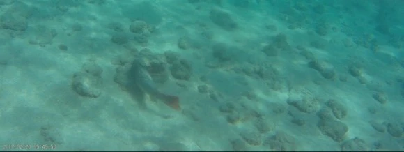 output_45447514.jpg?type=w580