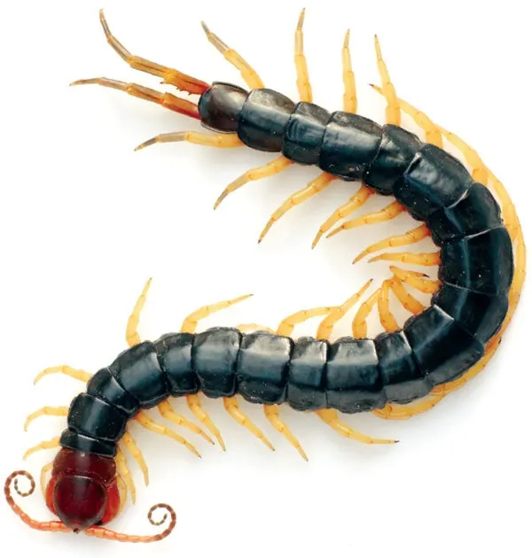 R.4d8e82fceab3f50016a466d67c8027a6?rik=BUiEwv5wI004nw&riu=http%3a%2f%2fwww.scientificamerican.com%2fsciam%2fcache%2ffile%2f38740344-06FA-442A-ADF20E837A9DF040.jpg&ehk=HxnyURKZrlpYZuBiwpS3hhvU9wr5XPBjwLKwdkxW%2bLU%3d&risl=&pid=ImgRaw&r=0