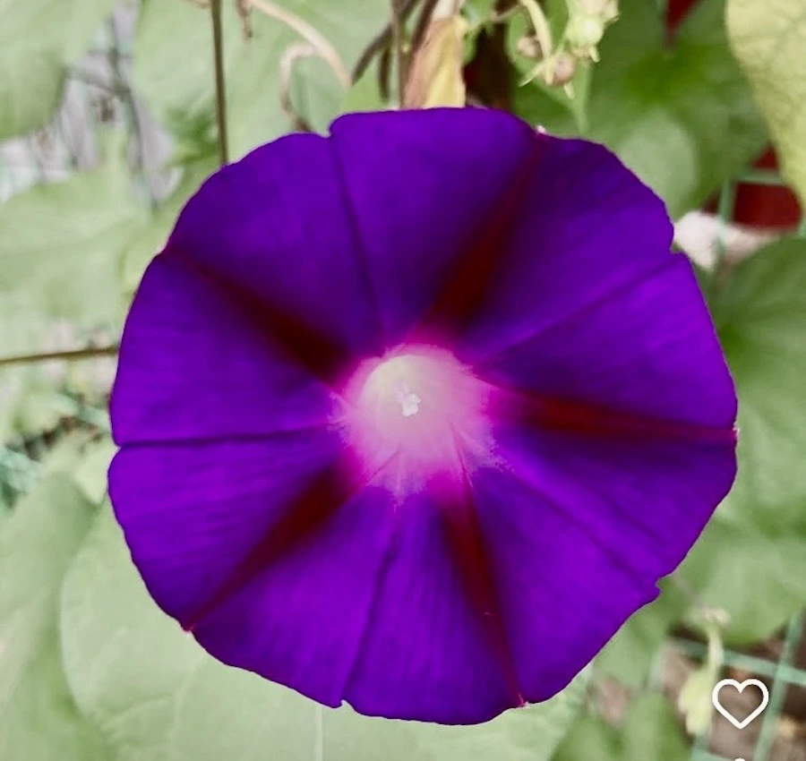 att-4772264bc95745fbab20689702d3a65d.do