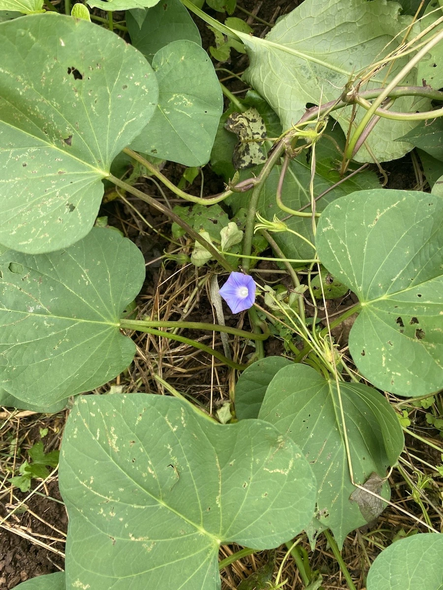 att-64a0ec400a484f2d80b5d7c361e1ad5c.do