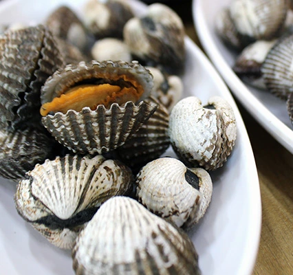 bg_cockle5.jpg?build_20220729001