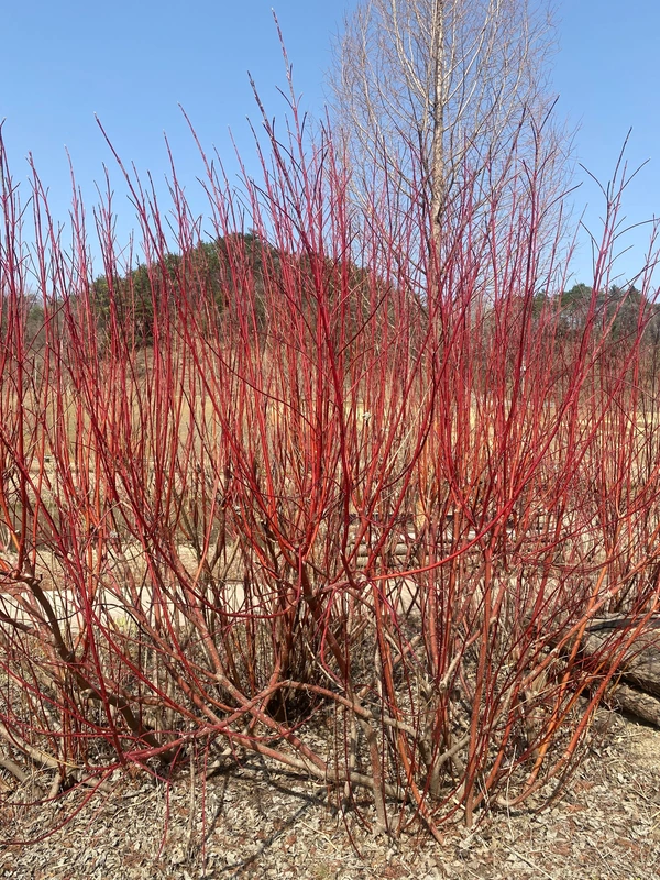 SE-62111950-3983-4234-a63b-4e482c532950.jpg?type=w1