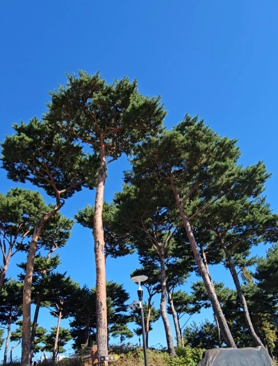 SE-31d52513-2781-4e31-8bf3-25bc8f65ffae.jpg?type=w1