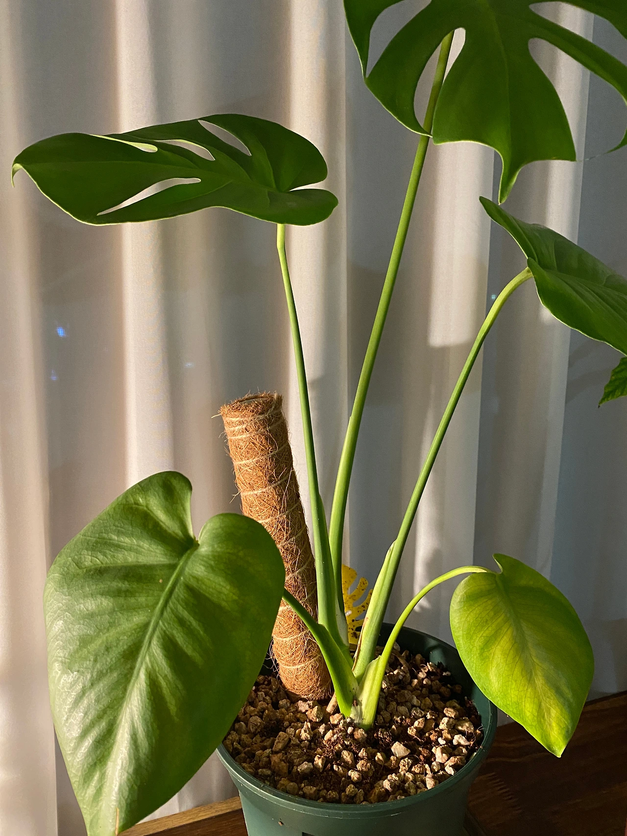 몬스테라 수태봉.JPG