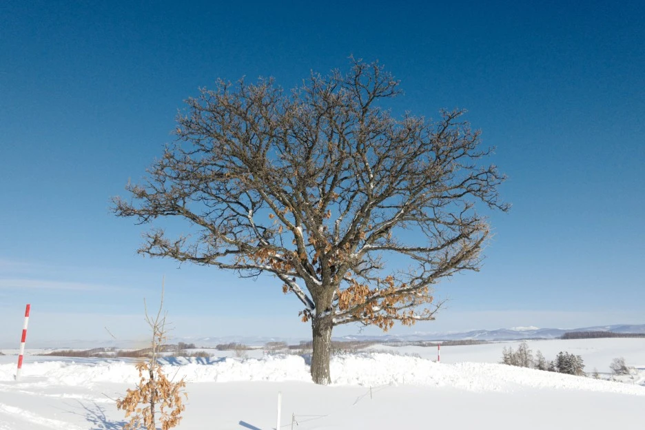 L1030196.jpg?type=w1