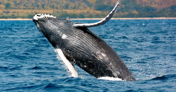 5WA2HTDLLBWBTCHBM67KFVFYIQ.jpg?auth=2f176e3e4b6d922678a781f165b767bcd8b4650e8b6d121cb0b00220beda7f7e&width=700&height=367&smart=true