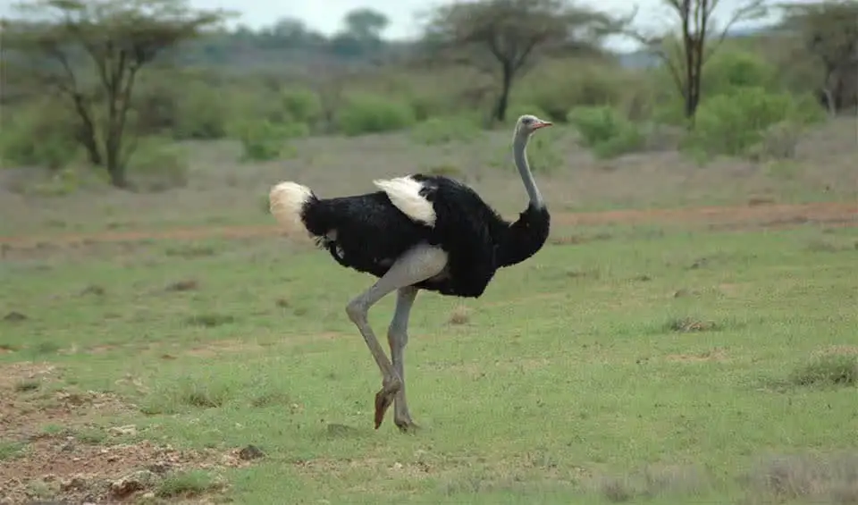 somali-Donna-Brown-1_17815aad40.jpg?_i=AA