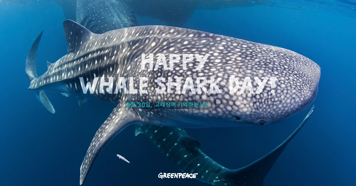 Whale-Shark-Day---Gallery-Macro.jpg