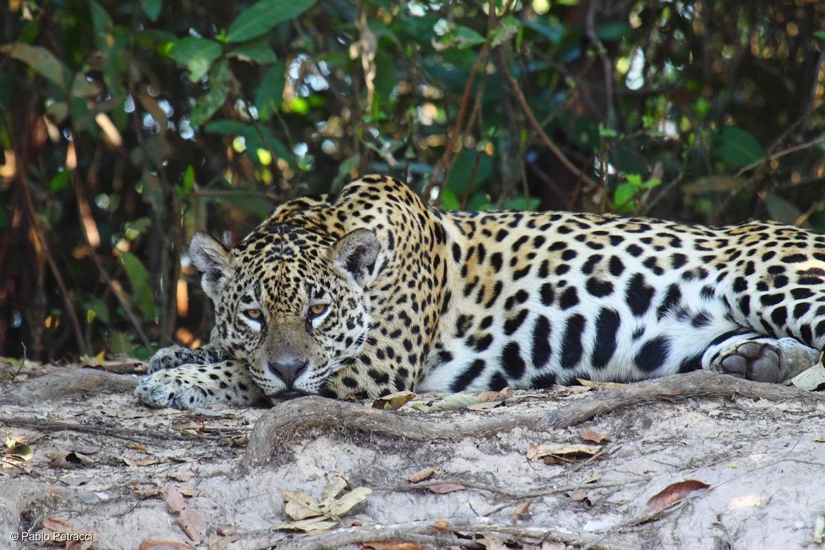 GP0STTKHA_Medium_res_with_credit_line.jpg?type=w1200