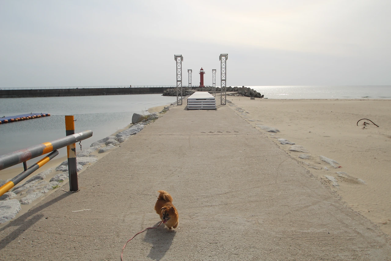 동해 꼬맹이1.JPG