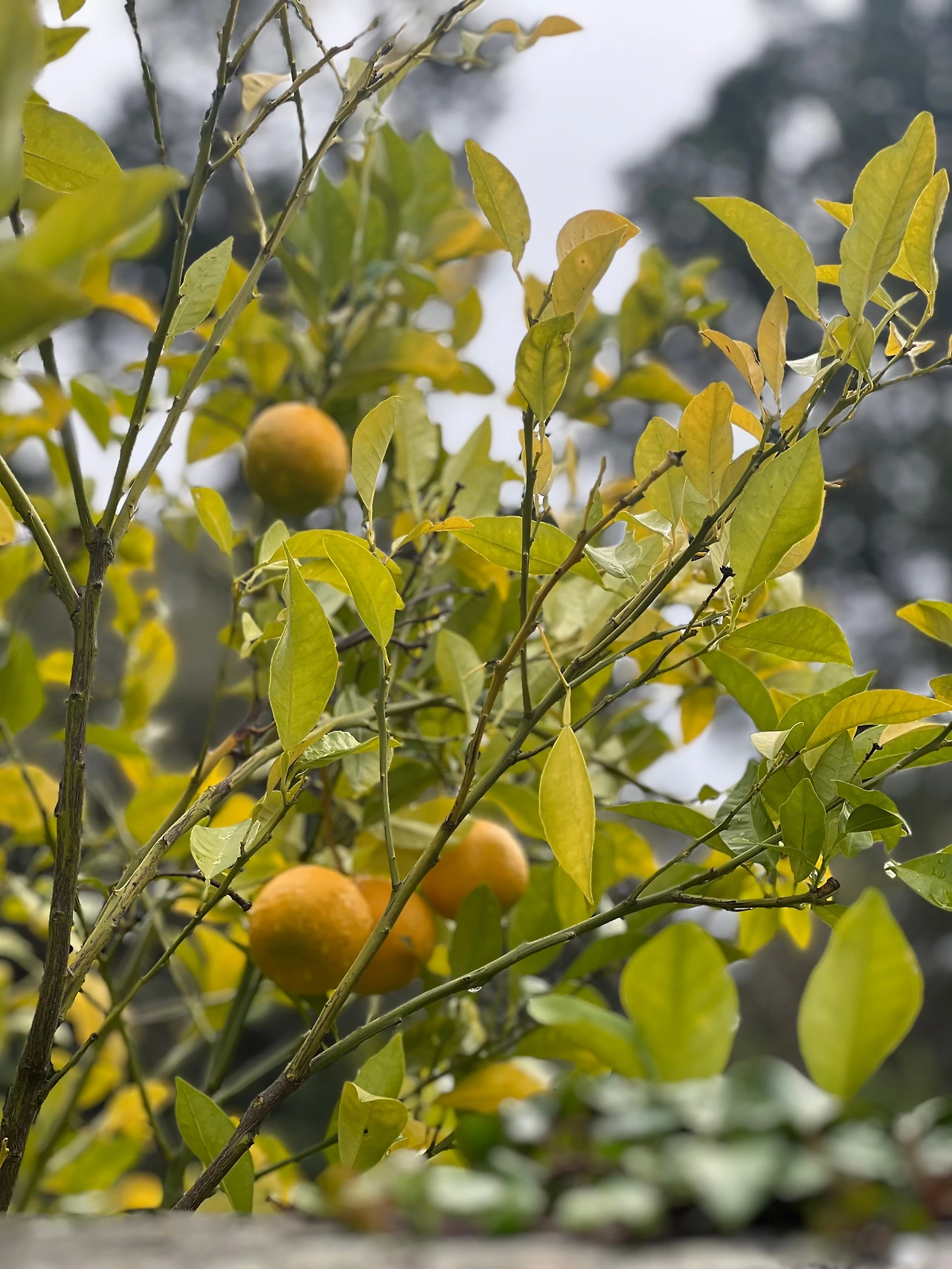 KakaoTalk_Photo_2023-03-03-10-08-08 003.jpeg