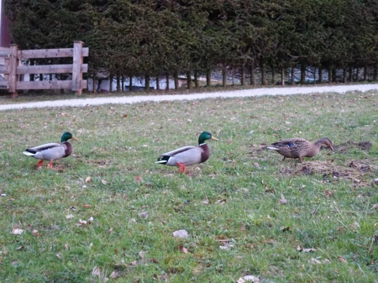 DSC03108.JPG?type=w773