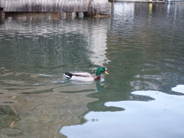 DSC03077.JPG?type=w773