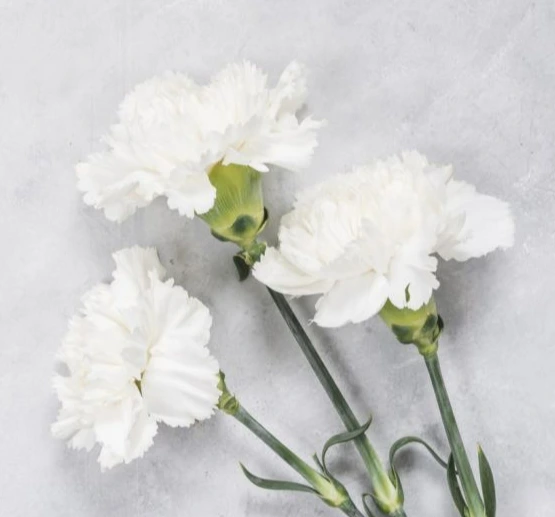 흰색 카네이션(부모님에 대한 추모).jfif