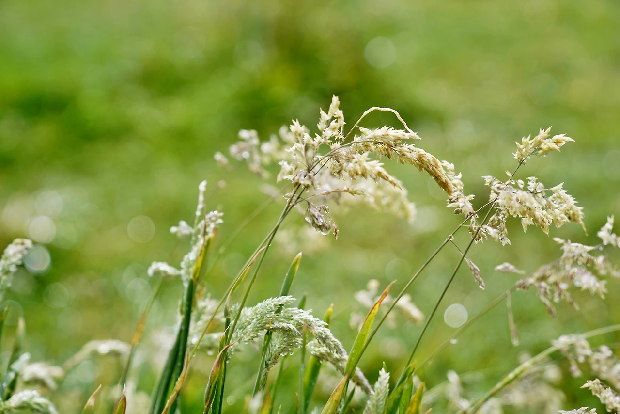 05_백약이오름 풀.JPG