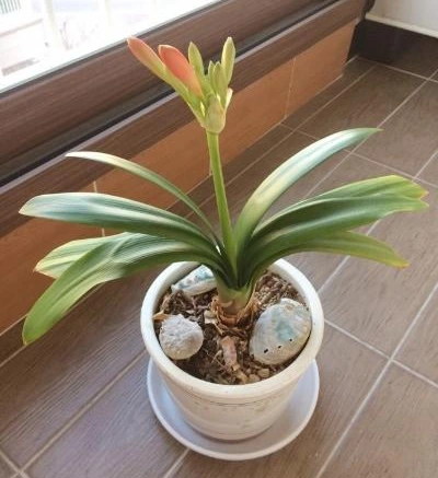 image_4609740351490093895917.jpg?type=w1