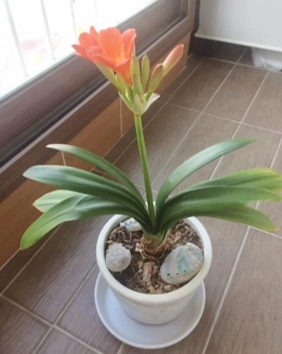 image_4440792881490093895863.jpg?type=w1