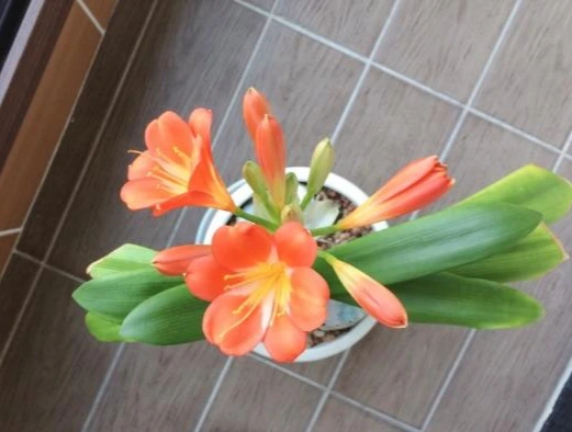 image_4368862301490093895812.jpg?type=w1