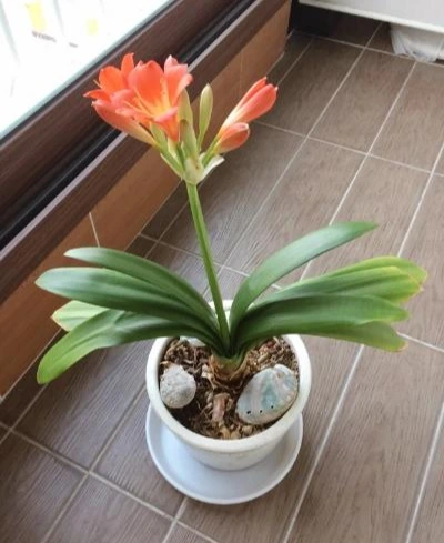 image_9676498281490093895835.jpg?type=w1