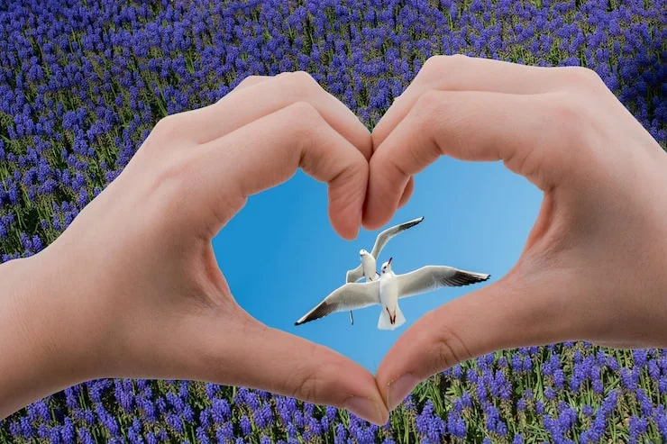 digital-composite-image-cropped-hands-gesturing-heart-shape-against-seagulls-flying-against-sky-with-lavender-field_1048944-22291716.jpg?semt=ais_hybrid&w=740&q=80