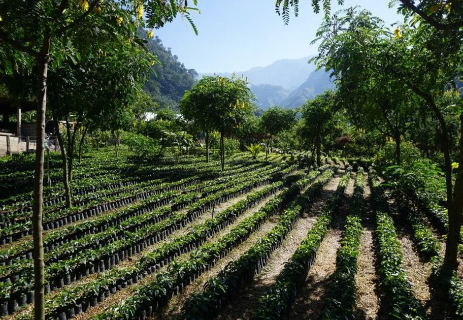 %ED%81%AC%EA%B8%B0%EB%B3%80%ED%99%98Guatemala_El_Injerto_Process_002__1_.jpg?type=w1200