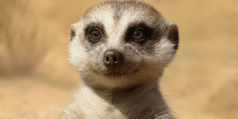 Lion-King-Character-Posters-Timon.jpg?type=w1