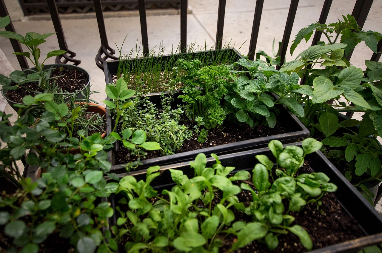 Screen Shot 2019-04-20 at 12.52.01 PM.jpeg