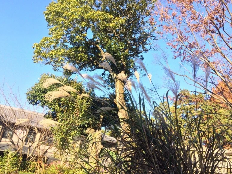 IMG_1932.JPG?type=w773