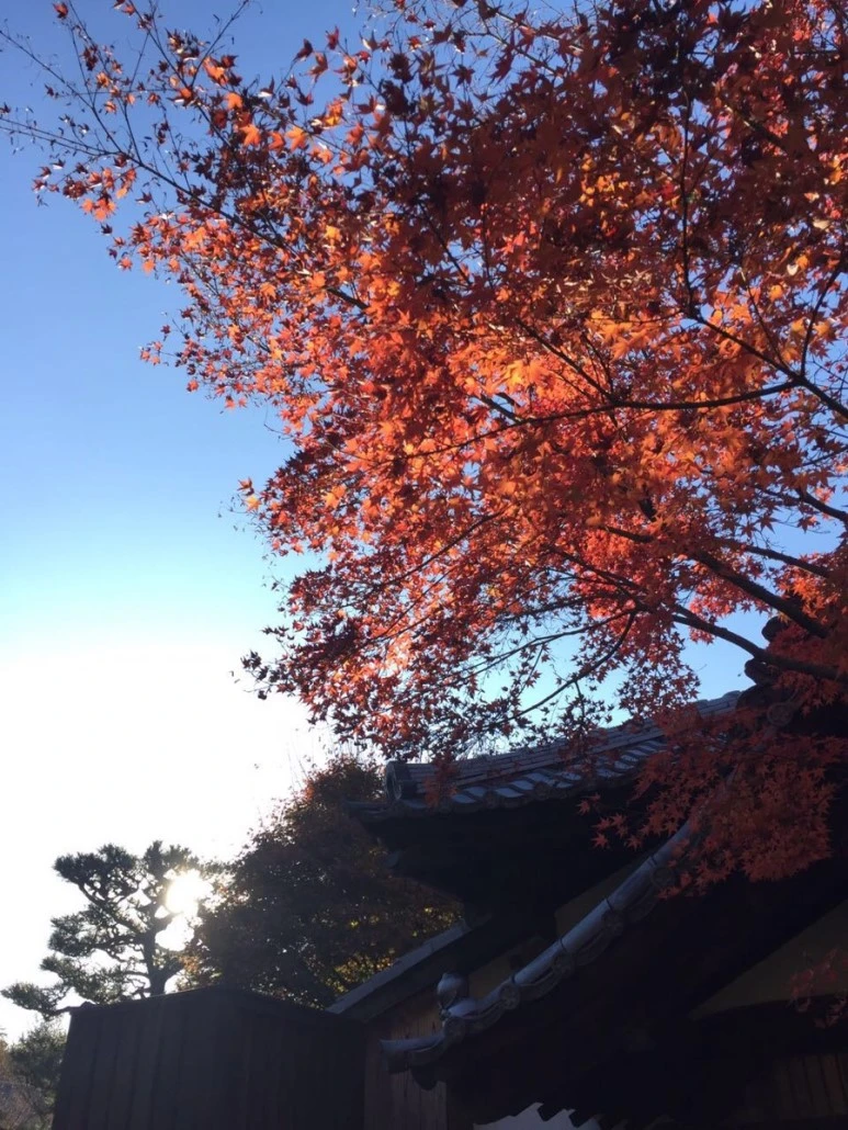 IMG_1982.JPG?type=w773