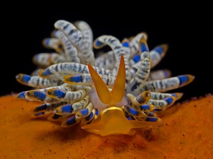 997B894E5F597A01155C31