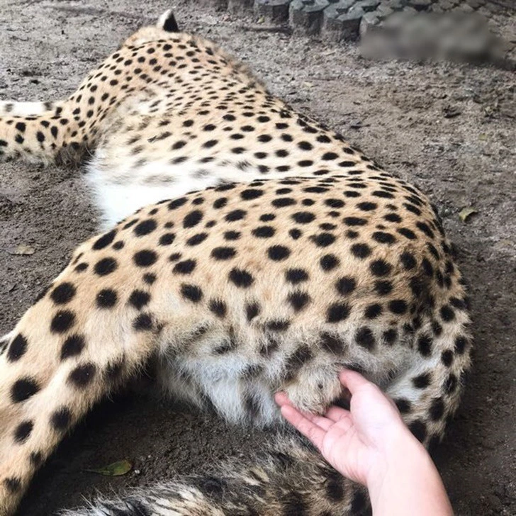 994587455F5576131742FB