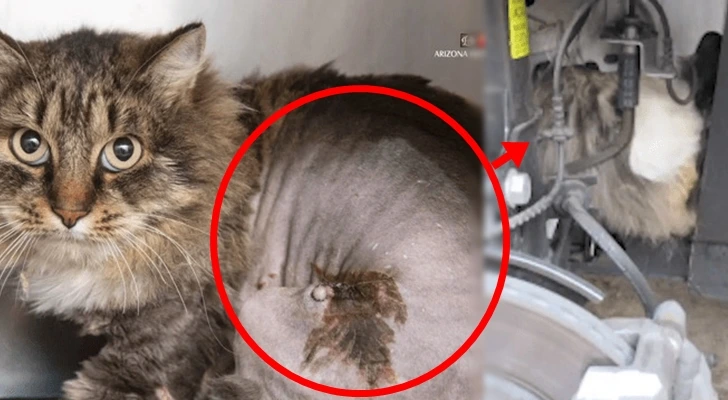 99A249455FFF9FE105CEA0