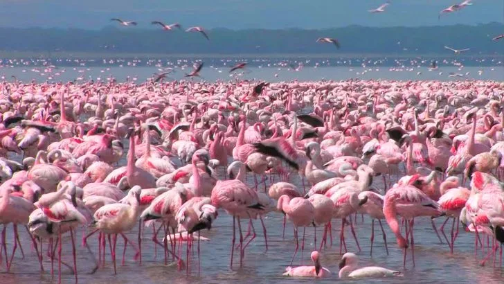 993D36425D8B401629678C