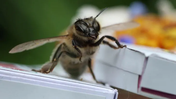 99DA23385D44386F091B1C