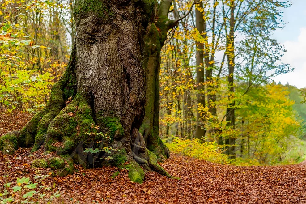 991CC3425F51CF0510481E