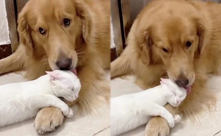 99682E345FD5A4401B1DE6