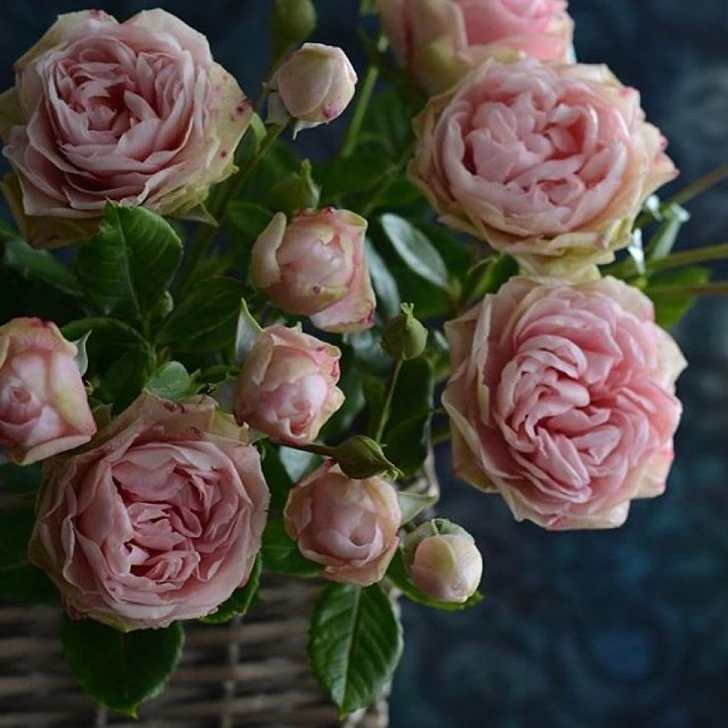 991BE8375F517A47141629