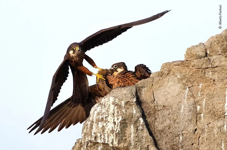 99061A3B5F8837941CAE72