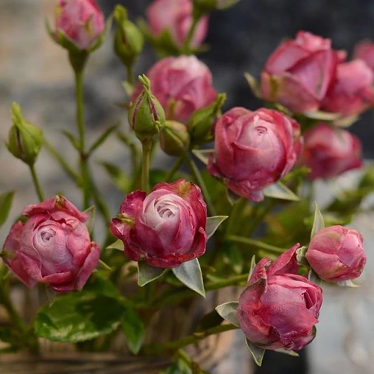 99361C3B5F517A47162EA4