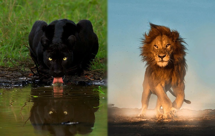 998CD8395F1A8C3429DB12