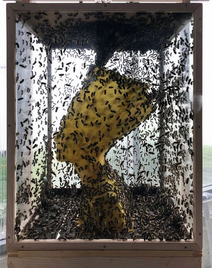 993ED4355FFF9A13066156