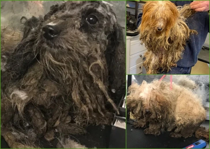 99C83C426010CAF60B4385