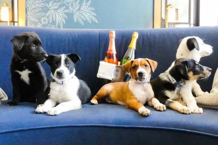 99F2E5495D52BF442C13B5