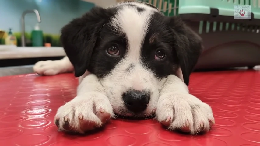 99A4303B5FD97EA90F3DFB