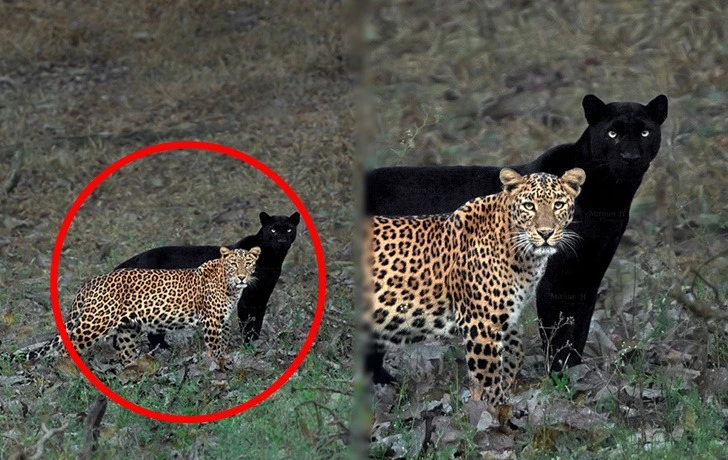 9915A0395F1A8C34324375