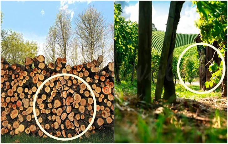 9923B1445F51CEDC0A281D