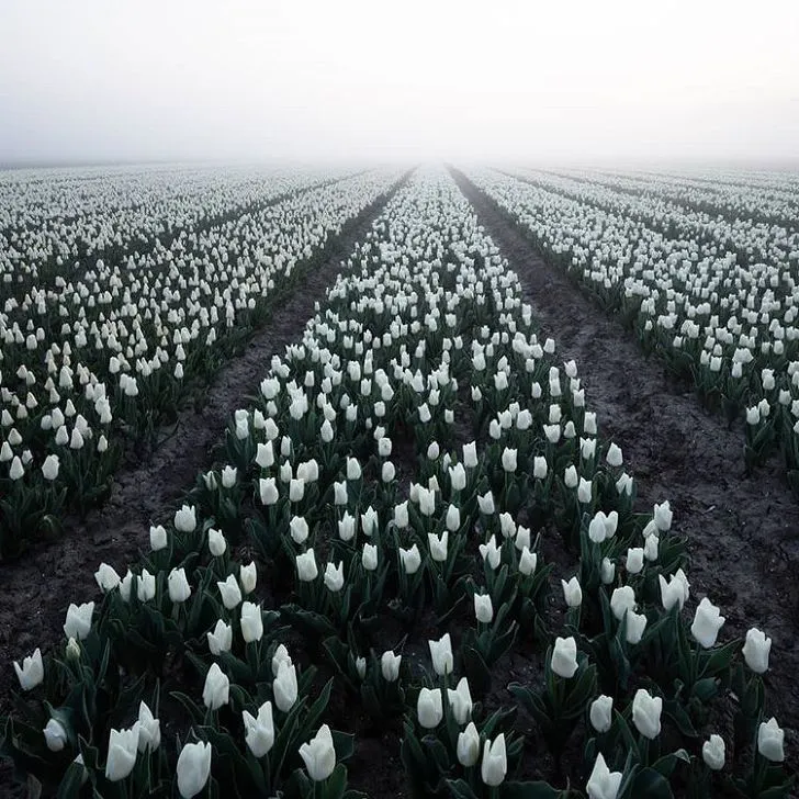 995AB2405CD007CE33EE20