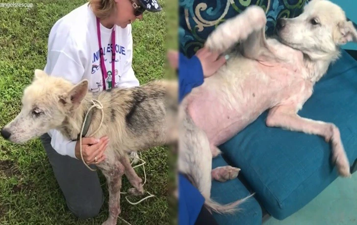 99BB603A5F3765C227911F