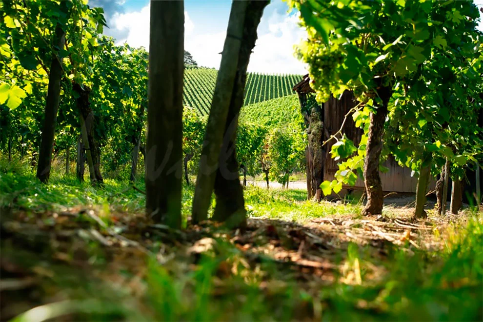 999828335F51CF050FBA26