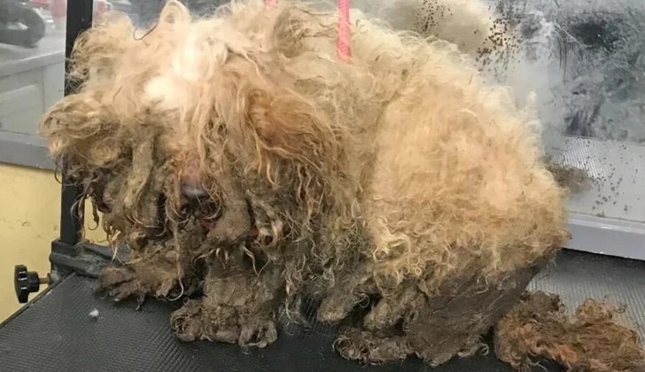 997FF93C6010CAF60BA884